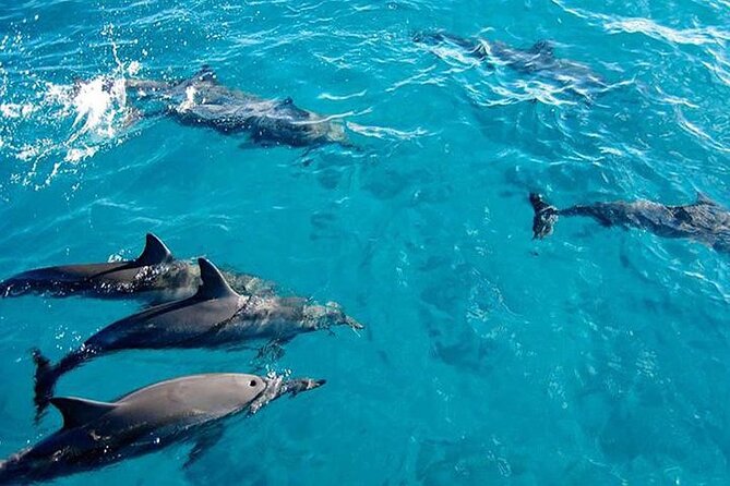 Private Dolphin Tour and Snorkeling at Mnemba Island reef - Key points to know before booking