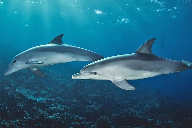 Private Dolphin Tour and Snorkeling at Mnemba Island reef - A three-hour route through Zanzibar’s northeast waters