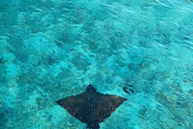 Private Dolphin Tour and Snorkeling at Mnemba Island reef - Booking tips that protect your morning