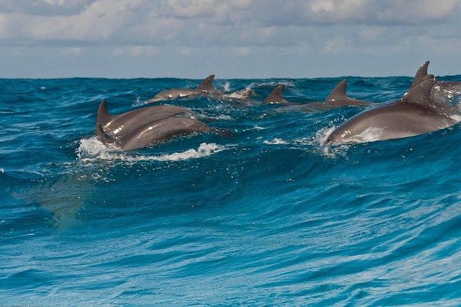 Private Dolphin Tour and Snorkeling at Mnemba Island reef - Dolphin watching near Mnemba Island