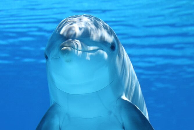 Private Full-Day: Dolphin & Monkey Jungle Adventure - Key points to know before booking