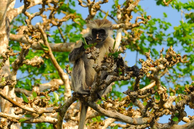 Private Full-Day: Dolphin & Monkey Jungle Adventure - Mnemba Island and the early dolphin cruise