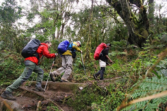 Private Full Day Hiking Experience to Marangu Route - Reaching Mandara Hut and stopping for lunch