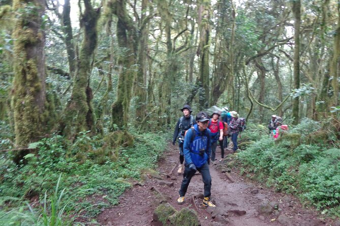 Private Full-Day Hiking Tour in Mount Kilimanjaro - Guides who add more than trail directions