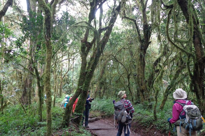 Private Full-Day Hiking Tour in Mount Kilimanjaro - Climbing 915 meters to Mandara Hut