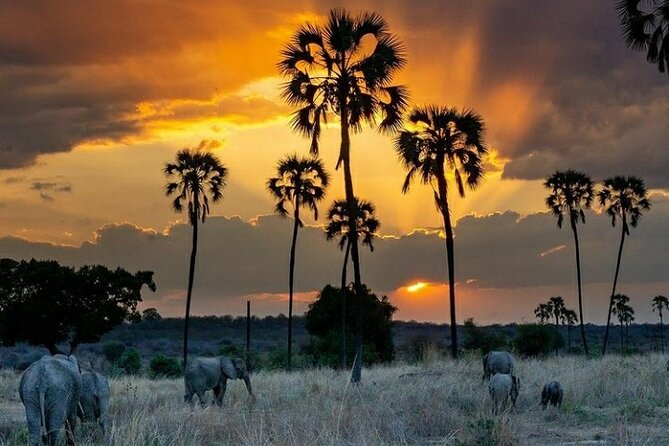 Private Full-Day Trip to Mikumi National Park from Dar es Salaam - Entering Mikumi for four to five hours of wildlife watching