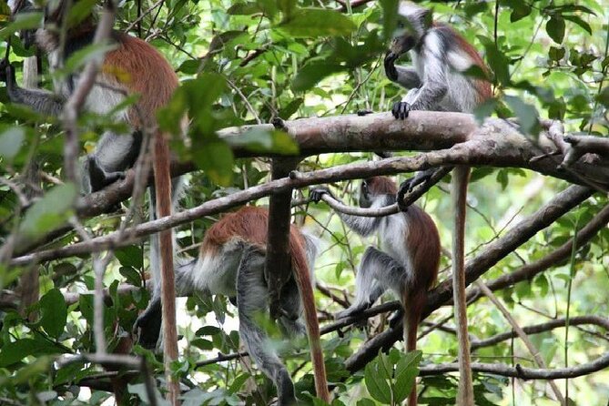 Private Full Day Trip to Stone Town, Spice Farms and Jozani Forest - Jambo Spice Farm: the day’s most hands-on stop