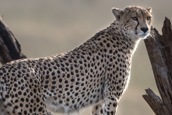 Private Group Serengeti Safari, Crater & Tarangire National Park - Day 1: the long road to Serengeti National Park