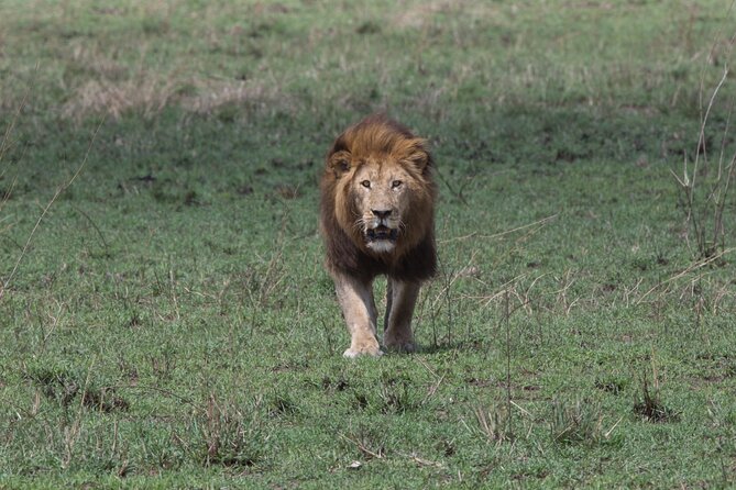 Private Group Serengeti Safari, Crater & Tarangire National Park - Day 2: from Serengeti plains to the Ngorongoro Highlands