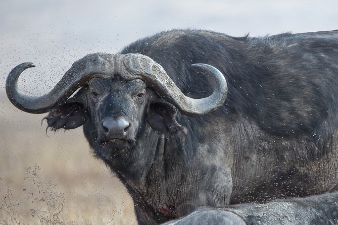 Private Group Serengeti Safari, Crater & Tarangire National Park - Is $2,020 per person a fair price?