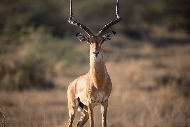 Private Group Serengeti Safari, Crater & Tarangire National Park - Who will enjoy this safari most