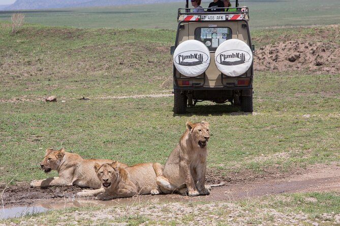 Private Group Serengeti Safari, Crater & Tarangire National Park - Why the Serengeti can reward patience