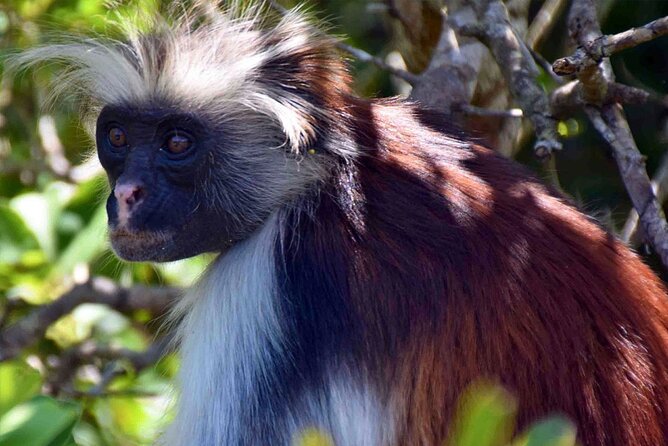 Private Guided tour in Prison Island,Jozani Forest,Rock restaurant & Paje beach - One long day across Zanzibar’s coast and forest