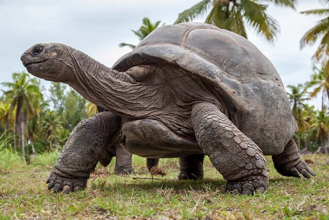 Private Guided Tour to Prison Island, Nakupenda Beach, Stone Town - Prison Island and its giant tortoises