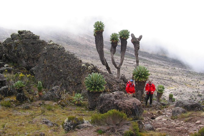 Private Kilimanjaro Climb - Any Route - 8 to 15+ Days - Booking details worth checking before you pay