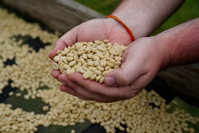 Private Meru Coffee Tour in Nkoaranga - Picking Red Coffee Berries by Hand