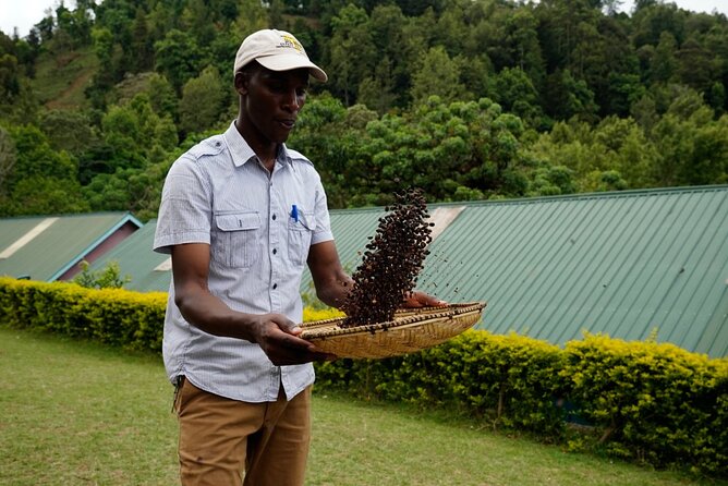 Private Meru Coffee Tour in Nkoaranga - Timing, Cost, and What to Bring