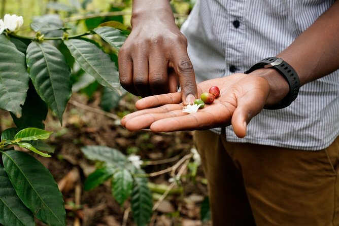 Private Meru Coffee Tour in Nkoaranga - Traditional Processing, Roasting, and Grinding