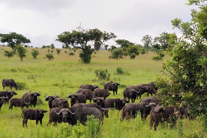 Private Mikumi Adventure - Your overnight at Tanswiss Lodge or Vamos Hotel