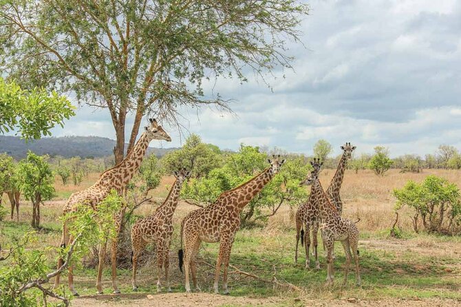 Private Mikumi Adventure - Afternoon and evening among Mikumi’s wildlife