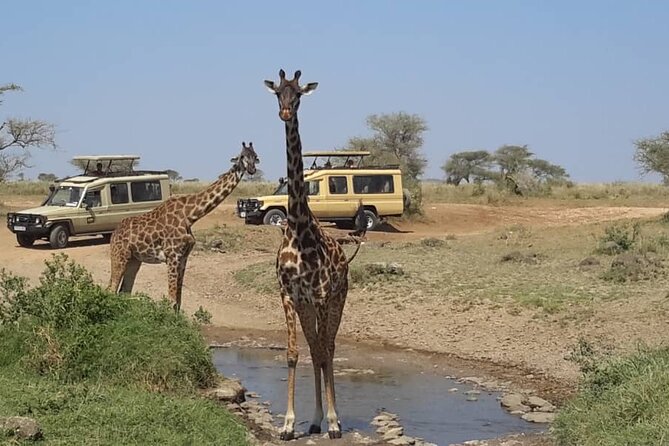 Private Multi day Safari tour in Tanzania - Day 3: The long road into Serengeti