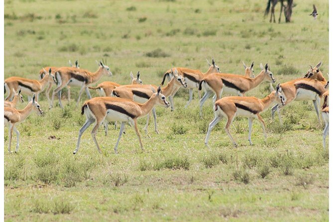 Private Multi-Day Tour in Tanzania Safari - Four parks in seven days
