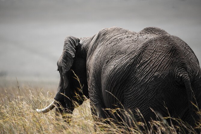 Private Multi-Day Tour in Tanzania Safari - Day 3: A full day on the endless plains