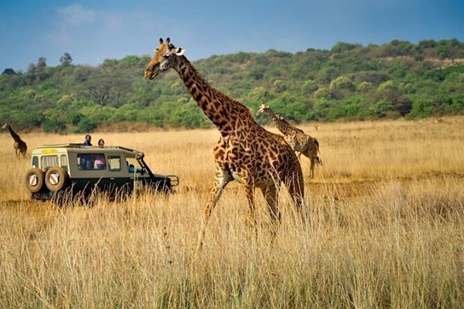 Private Multi-Day Tour in Tanzania Safari - Day 7: The long road back to Arusha