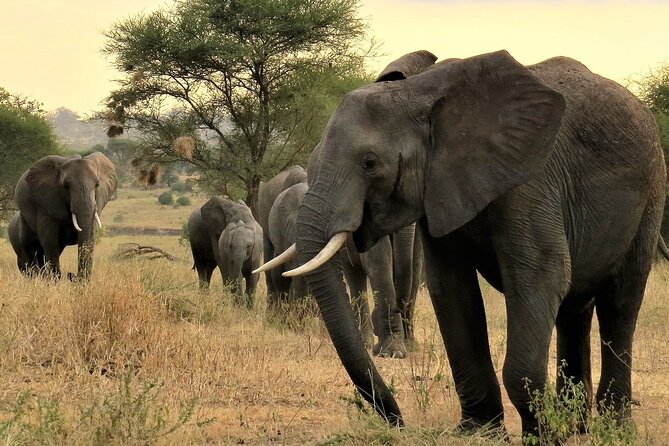 Private Multi Day Tour Tanzania Safari - Day 2: Lake Manyara packs several habitats into one park