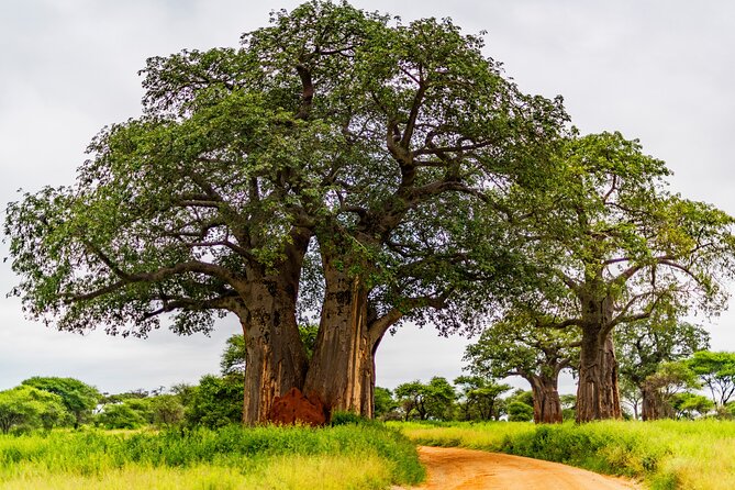 Private Safari in Tarangire National Park - Why Tarangire makes a fine first safari day