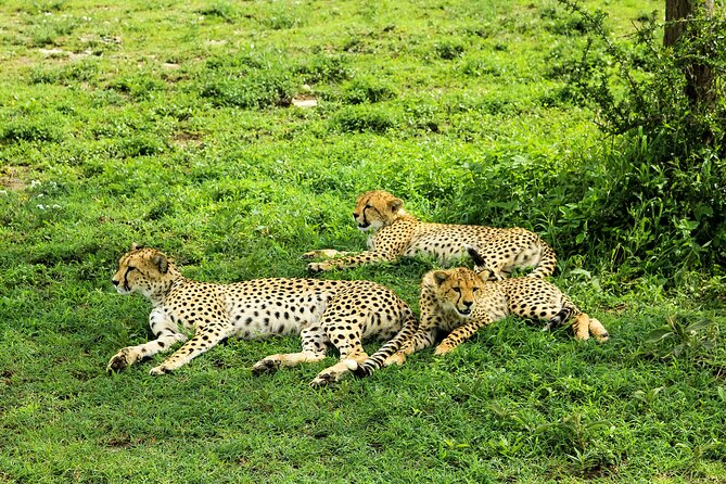 Private Safari in Tarangire National Park - Baobabs, Maasai homes, and the road scenery
