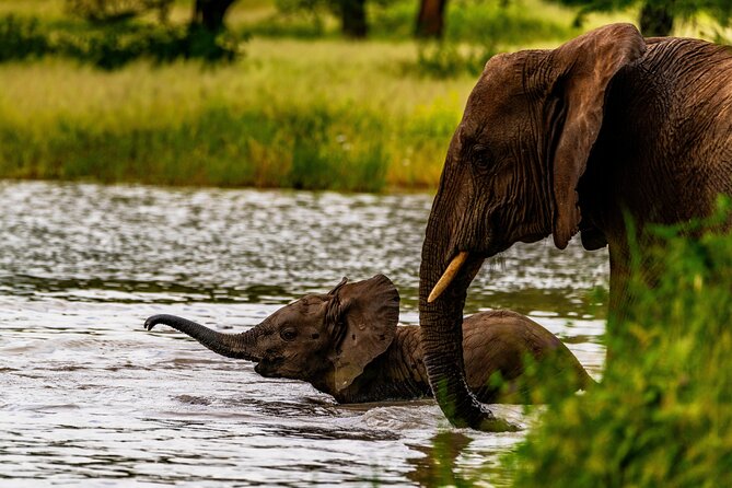 Private Safari in Tarangire National Park - A picnic lunch in the middle of the day