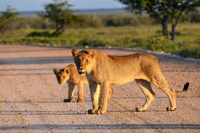 Private Safari in Tarangire National Park - The afternoon drive and return to Arusha