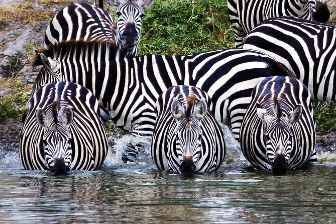 Private Safari in Tarangire National Park - The 7:00 am departure from Arusha