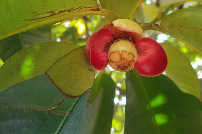 Private Spice Tour and Jozani Forest in Zanzibar - A spice farm that explains Zanzibar through smell and taste