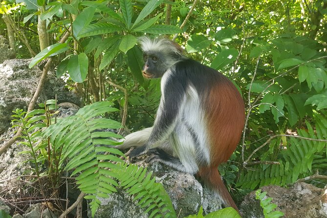 Private Spice Tour and Jozani Forest in Zanzibar - How the eight-hour schedule feels