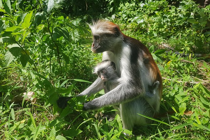Private Spice Tour and Jozani Forest in Zanzibar - Meeting Zanzibar’s red colobus monkeys at Jozani