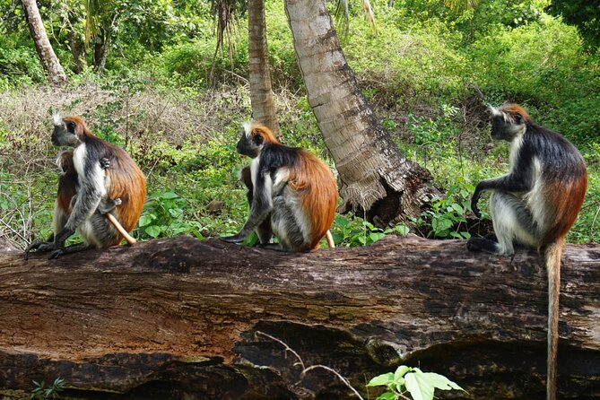 Private Stone Town & Spice Farm Tour - Who will enjoy this tour most