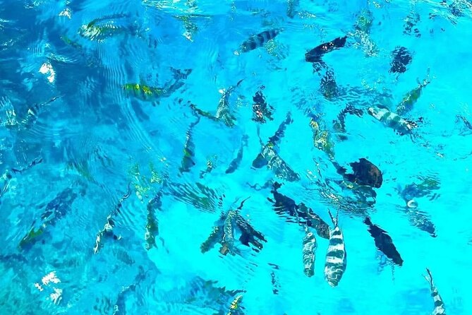 Private Tour to Mnemba Island with Lunch - Sandbank Time, Fruit, and Soft Drinks