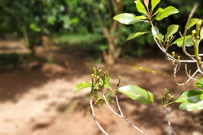 Private Tour Zanzibar Unique Stone Town with spice Farm Plantations - What the private format changes