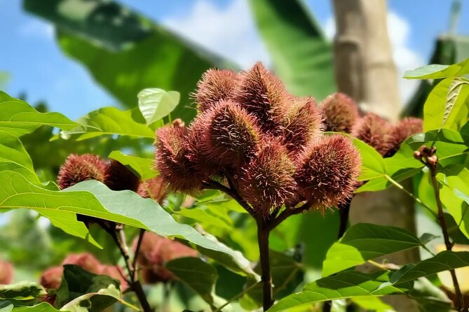Private Tour Zanzibar Unique Stone Town with spice Farm Plantations - Who gets the best value from $61