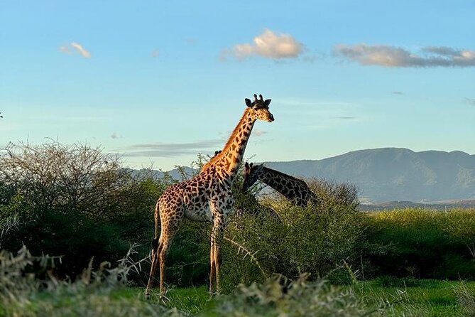 Private Walking Tour with Giraffes - Key points to know before booking