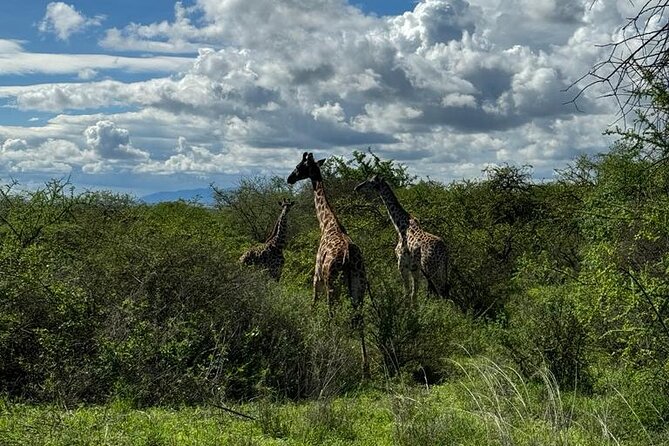 Private Walking Tour with Giraffes - What the private format changes