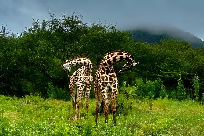 Private Walking Tour with Giraffes - Getting there and preparing for the walk