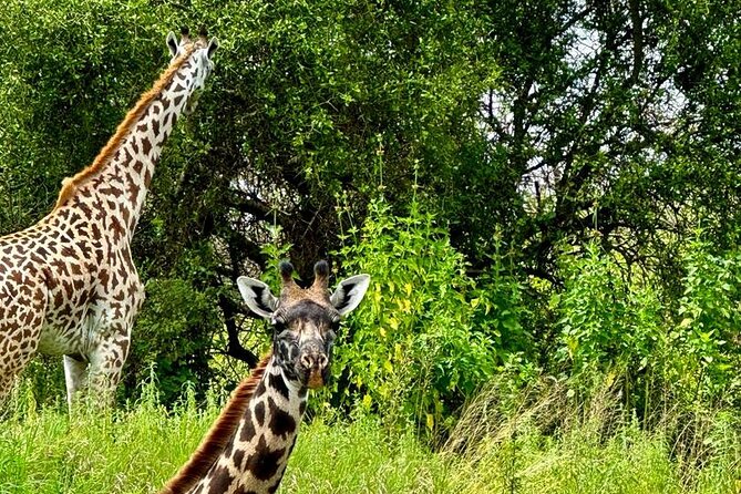 Private Walking Tour with Giraffes - Who will get the most from this experience?