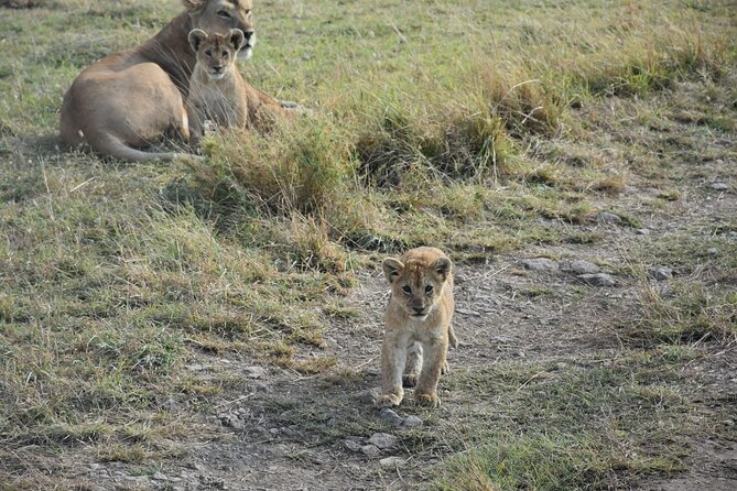 PRIVATE Wildebeest Calving Safari, Tanzania, January to March - Days 4 and 5: Time on the Serengeti plains