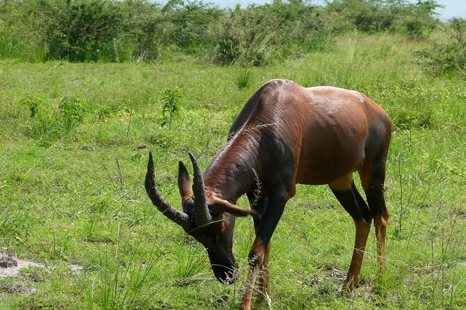 PRIVATE Wildebeest Calving Safari, Tanzania, January to March - Day 6: Ndutu and the newborn wildebeest