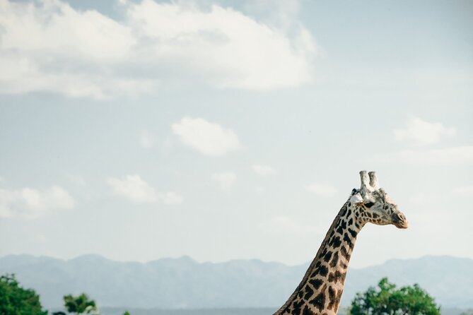 Ruaha National Park And Mikumi National Park Budget Safari 6 Days 5 Nights - The final Mikumi game drive and return to Dar es Salaam