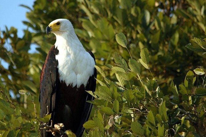 Saadani Day Trip - Private touring with Kamau or another Kwezi guide