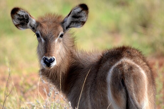 Saadani Day Trip - What the 10-hour park visit can include